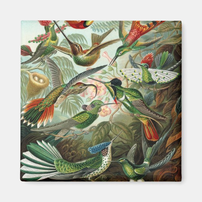 hummingbird bird wildlife classic painting magnet (Front)