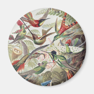 Hummingbird Bird Wildlife Classic Painting Magnet
