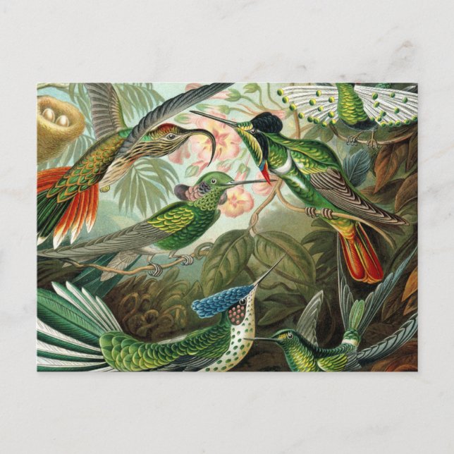 hummingbird bird wildlife classic painting postcard (Front)