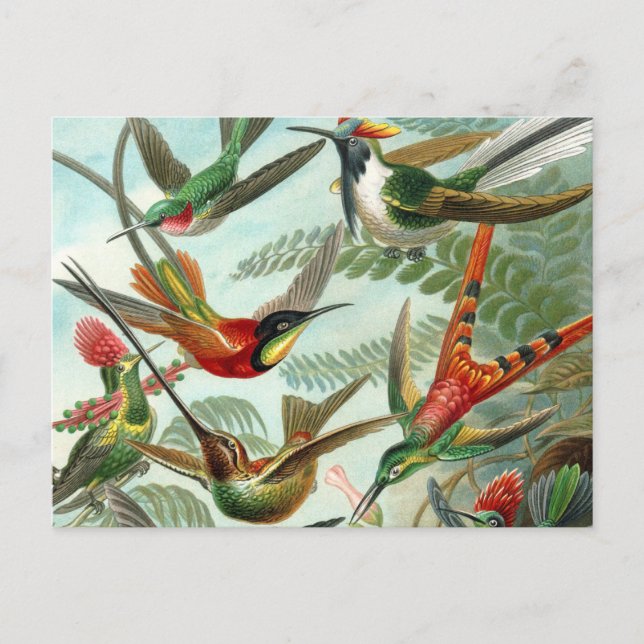 hummingbird bird wildlife classic painting postcard (Front)