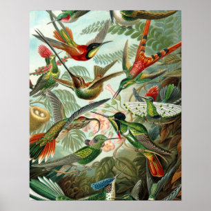 hummingbird bird wildlife classic painting poster
