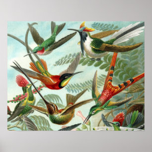 hummingbird bird wildlife classic painting poster