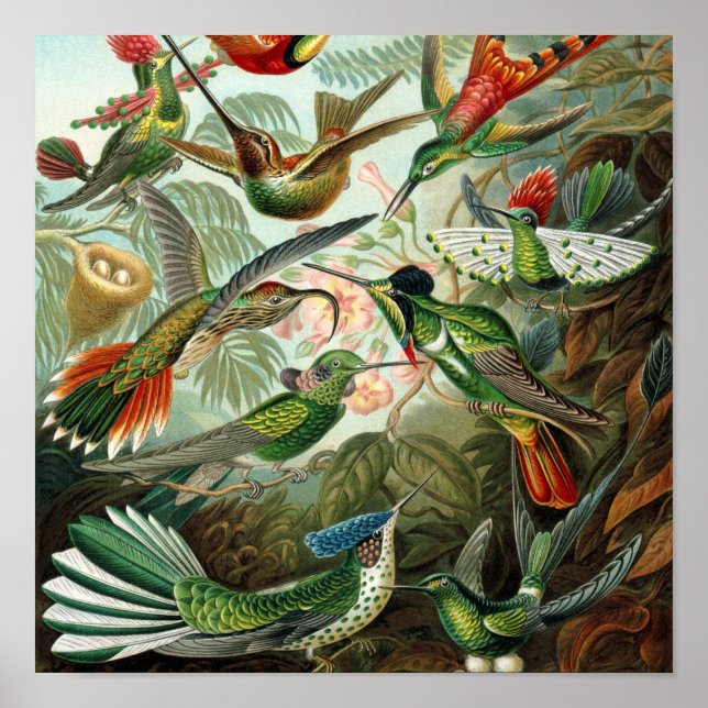 hummingbird bird wildlife classic painting poster (Front)