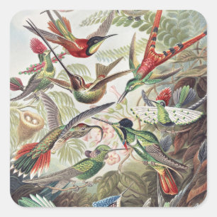 Hummingbird Bird Wildlife Classic Painting Square Sticker