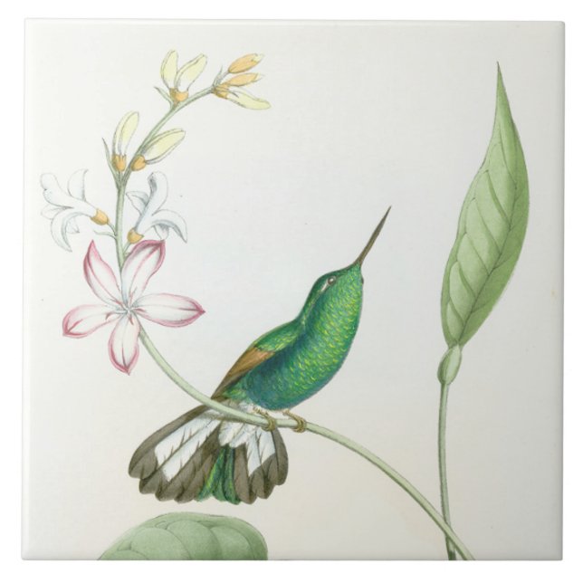 Hummingbird Birds Flowers Floral Wildlife Animals Ceramic Tile (Front)