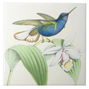 Hummingbird Birds Flowers Floral Wildlife Animals Tile
