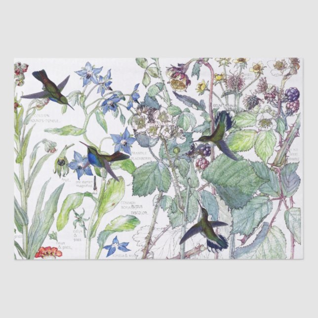 Hummingbird Birds Starflower Flowers Tissue Paper (Front)