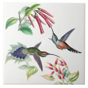 Hummingbird Birds Wildlife Animals Flowers Tile