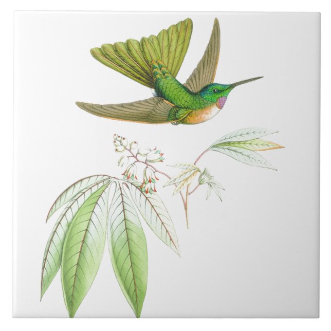 Hummingbird Birds Wildlife Flowers Floral Animals Tile (Front)