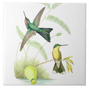 Hummingbird Birds Wildlife Flowers Floral Animals Tile