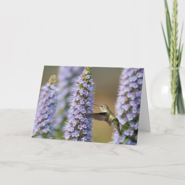 Hummingbird Birthday Card (Front)