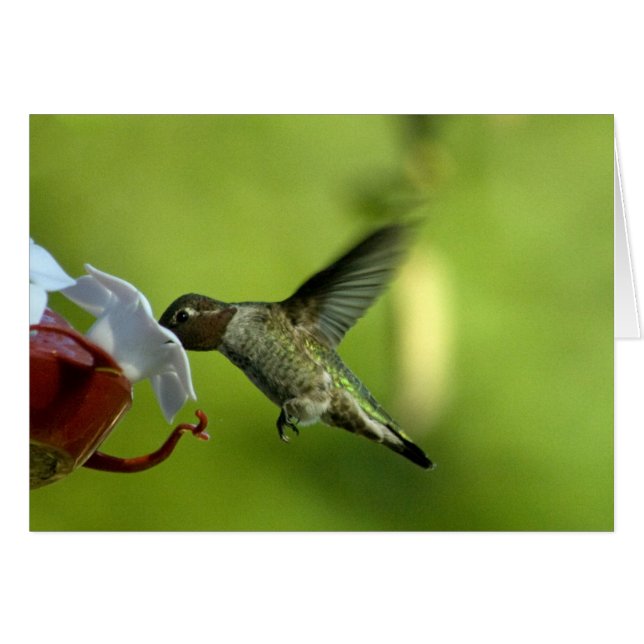 Hummingbird Blank (Front Horizontal)