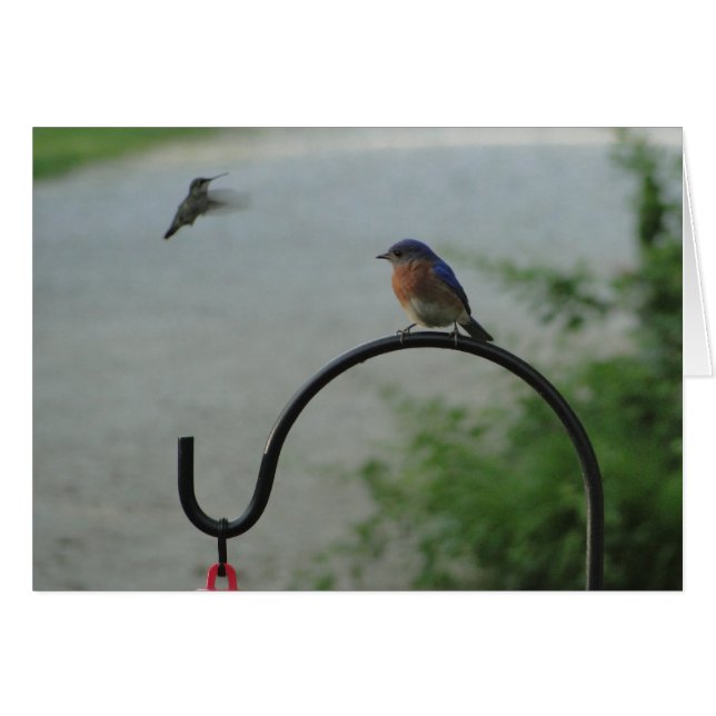 Hummingbird & Bluebird, Religious (Front Horizontal)