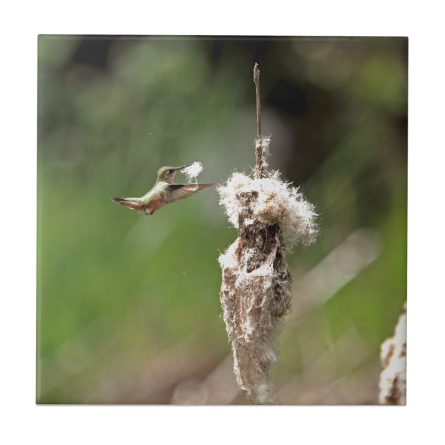 Hummingbird Building a Nest Ceramic Tile (Front)