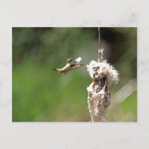 Hummingbird Building a Nest Postcard
