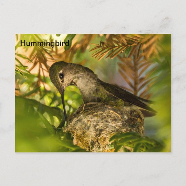 Hummingbird Builds a Nest- Postcard (Front)