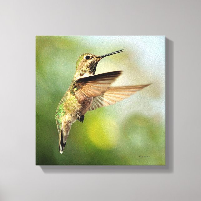 Hummingbird Canvas Print (Front)