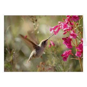 Hummingbird Card_Anna's Hummingbird