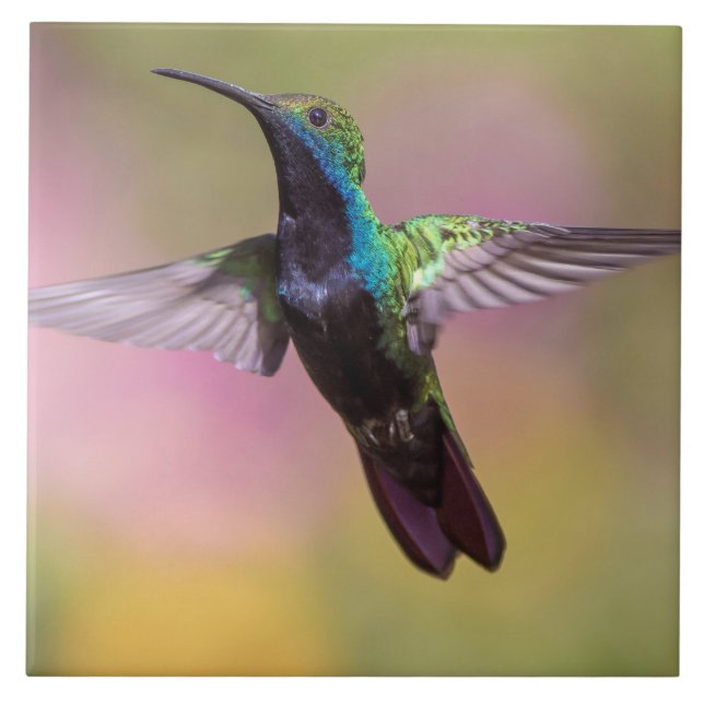 Hummingbird Ceramic Tile (Front)