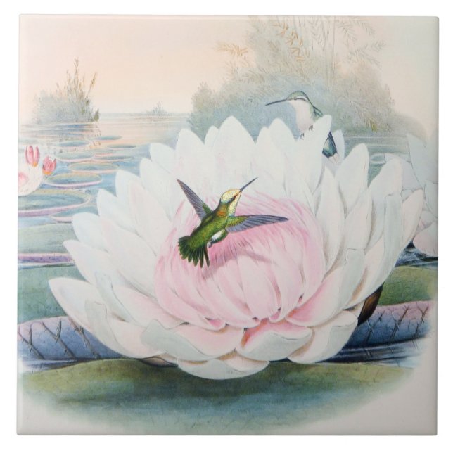 Hummingbird Chlorostilbon Portmanni by Gould Ceramic Tile (Front)
