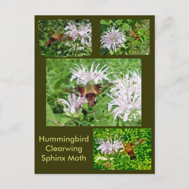 Hummingbird Clear Wing Moth Coordinating Items Postcard (Front)