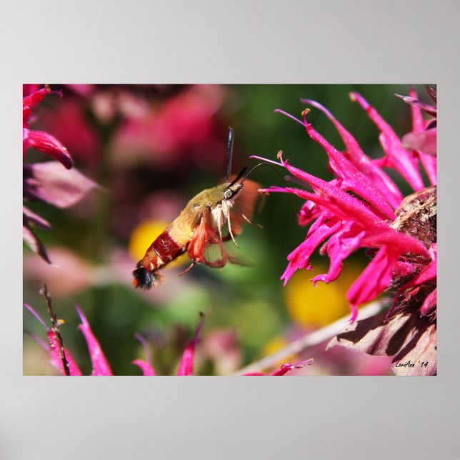 Hummingbird Clearwing & Bee Balm 2 Poster (Front)
