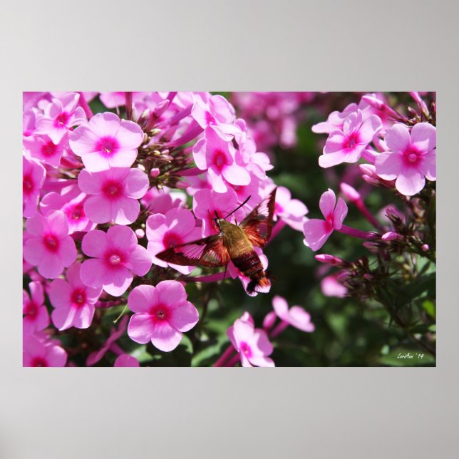 Hummingbird Clearwing & Phlox 2 Poster (Front)