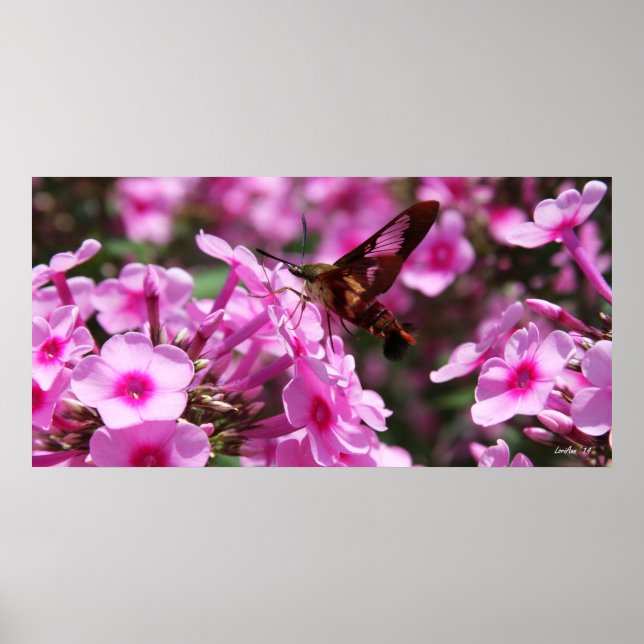 Hummingbird Clearwing & Phlox 7 Poster (Front)
