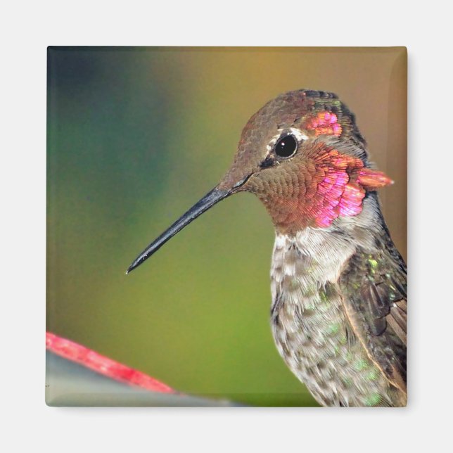 Hummingbird Close up Magnet (Front)