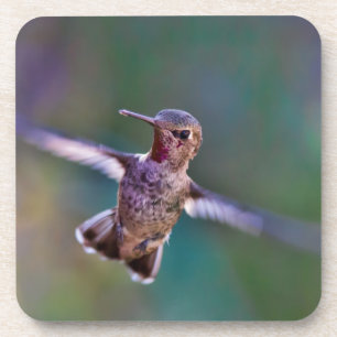 Hummingbird Coaster