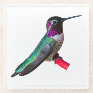 Hummingbird Coaster - Design B