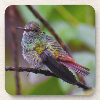 Hummingbird Coaster Original Photograph Costa Rica