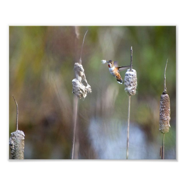 Hummingbird Collecting Cattail Fluff Photo Print (Front)
