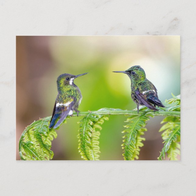 Hummingbird Couple on a Leaf Postcard (Front)