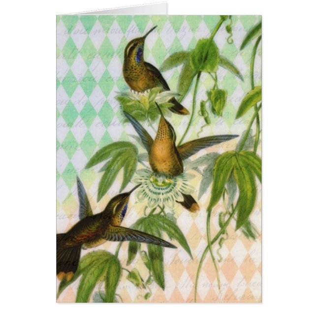Hummingbird Digital Art (Front)