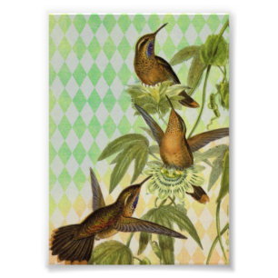 Hummingbird Digital Art Photo Print