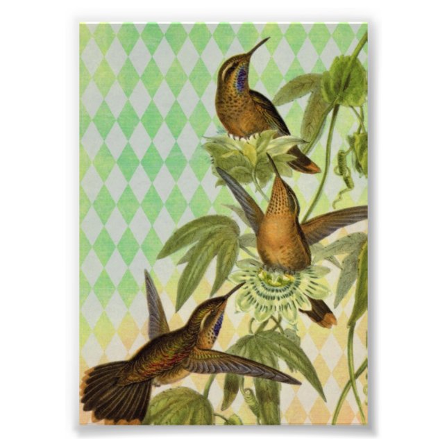 Hummingbird Digital Art Photo Print (Front)