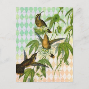 Hummingbird Digital Art Postcard