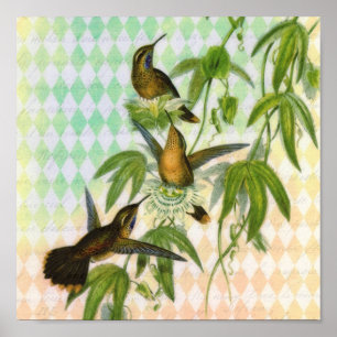 Hummingbird Digital Art Poster