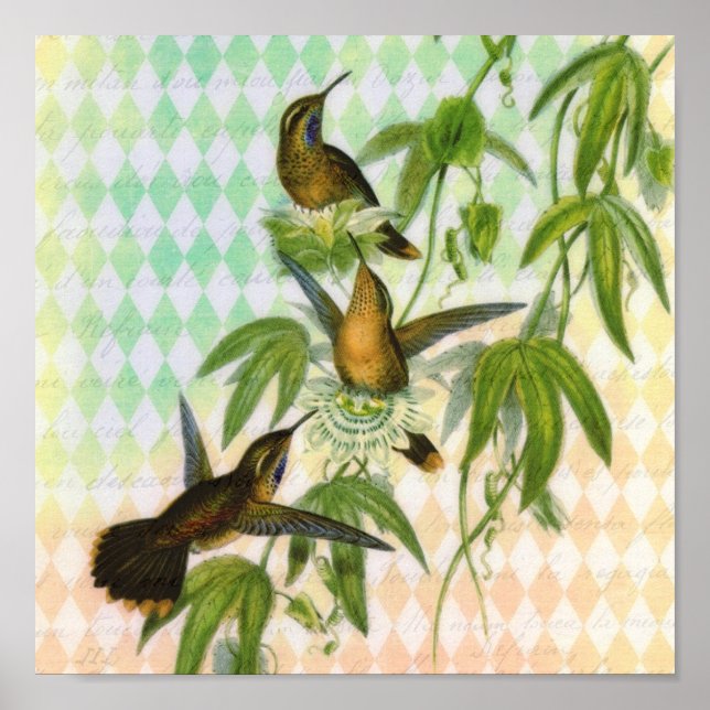 Hummingbird Digital Art Poster (Front)