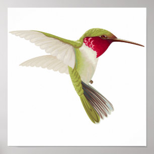 Hummingbird drawing poster