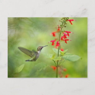 Hummingbird Dream Garden Postcard