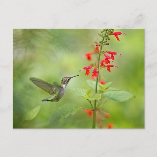 Hummingbird Dream Garden Postcard (Front)