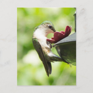 Hummingbird Eating Postcard