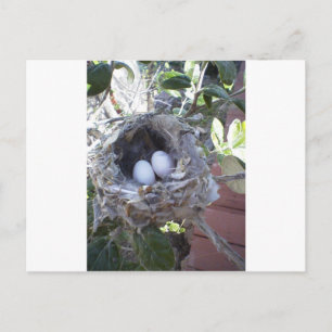 Hummingbird Eggs Postcard