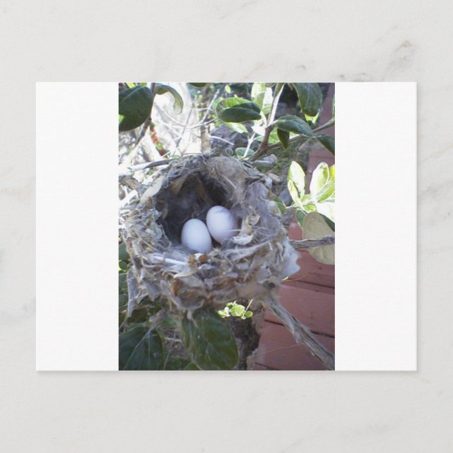 Hummingbird Eggs Postcard (Front)