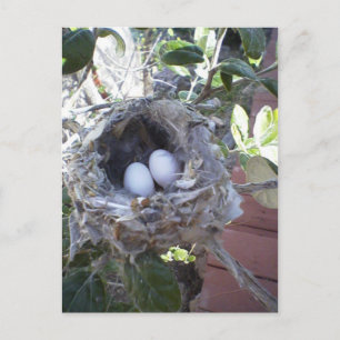 Hummingbird Eggs Postcard