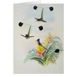 Hummingbird, engraved by Walter and Cohn