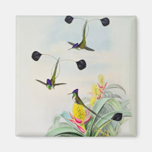 Hummingbird, engraved by Walter and Cohn Magnet