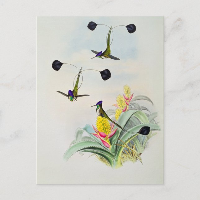 Hummingbird, engraved by Walter and Cohn Postcard (Front)